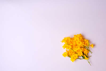 Yellow flower on white backdrop with copy space.top viewの写真素材