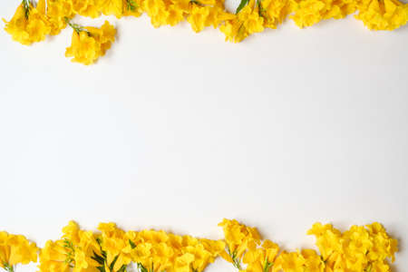 Yellow flower on white backdrop with copy space.top viewの写真素材