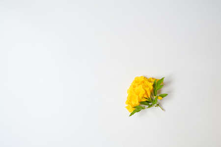 Yellow flower on white backdrop with copy space.top viewの写真素材