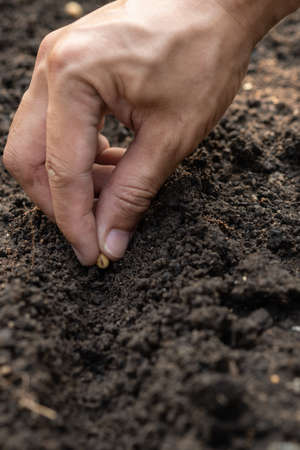 hand planting SOYBEAN seed of marrow in the vegetable garden.plant seed in soilの写真素材
