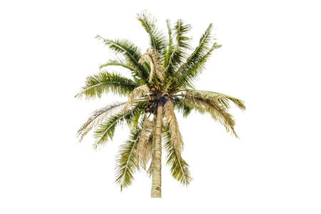 Coconut tree on isolated white backgroundの写真素材