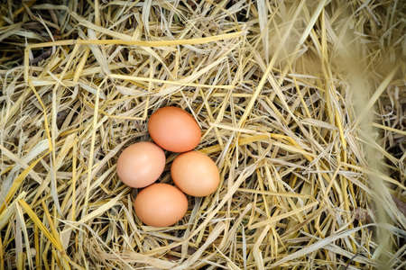 Four chicken eggs on a dry straw copy spaceの写真素材