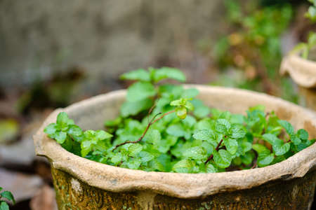 Close up mint in pot