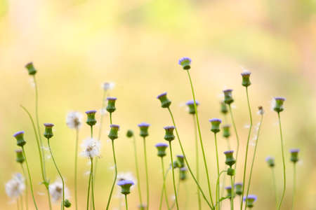 Meadow grass in nature and blur blackground,copy space