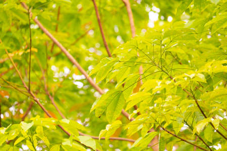 Rubber leaf on tree in natureの写真素材