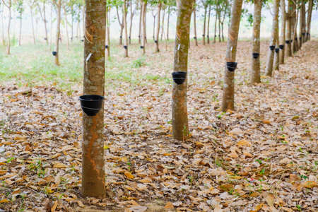 Rubber tree garden in Asian. Natural latex extracted from para rubber plantの写真素材