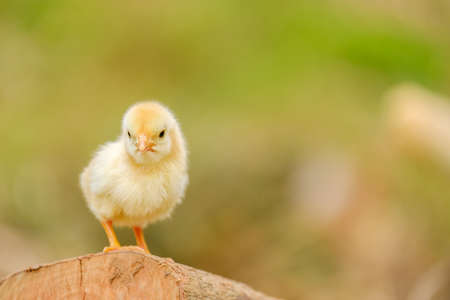 Chicken newborn standing on blur backgroundの写真素材