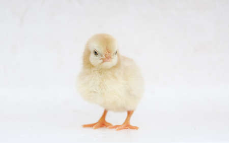 Little hen on background with copy spaceの写真素材