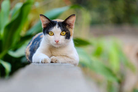 The cat is looking this way and copy spaceの写真素材