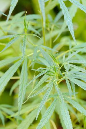 Young cannabis plant in garden.Medicinal indica with CBD.Legal Marijuana cultivation in the home.の写真素材