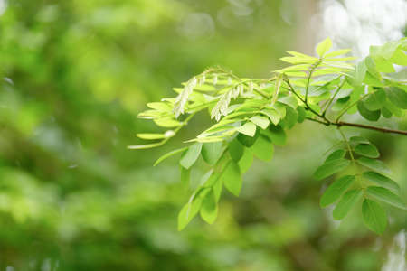 Choose the focus point on the leaf,The leaves are fresh green with copy space.の写真素材