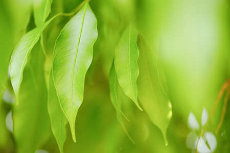 Choose the focus point on the leaf,The leaves are fresh green with copy space.Mango leaves, light...