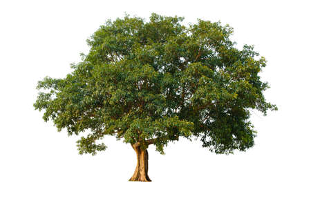 Tree in  white background   .Fig trees  many years old.The tree  large green leaves.
