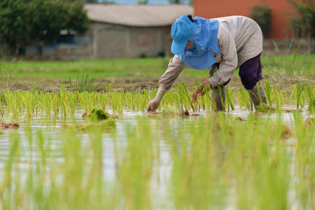 Female farmer wearing blue hat, planting rice on rice field.People wearing gray long-sleeved shirts and wearing rubber gloves are working.transplant rice seedlings.の写真素材