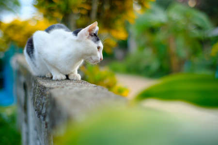 Cat looking away to copy space.Cat looking at something.の写真素材