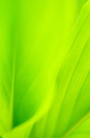 Close up leaves green color and blurred greenery background in nature.Green leaf fresh concept.の写真素材