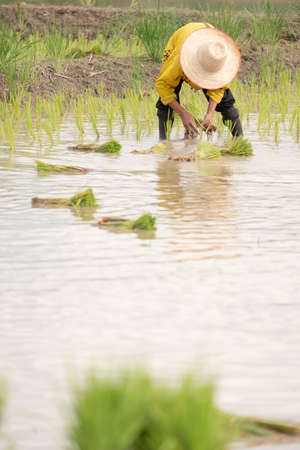 Farmers are planting rice in the farm.Farmers bend to grow rice.の写真素材