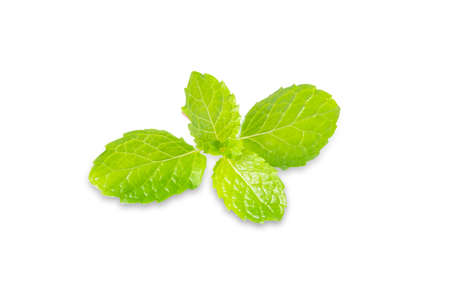 Spearmint in isolated with fresh mint leaves.の写真素材