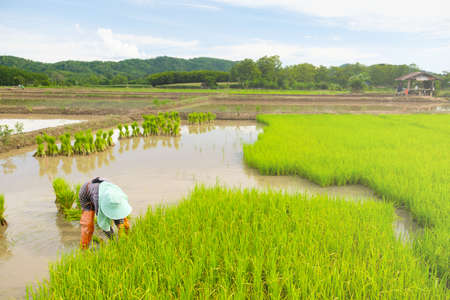 Farmers are preparing rice varieties for planting.Farming in the countryside.Farming on the ground.Transplanting rice seedlings for planting.の写真素材
