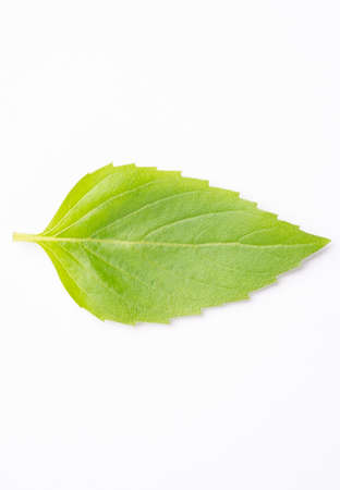 Basil leaves in white background.green leaves.herbal leaf.Herbs for health.の写真素材