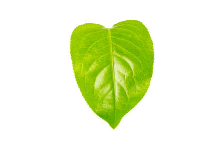 Apple leaf in isolated Green leaves of apple tree.の写真素材