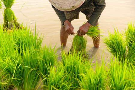 Farmers are preparing rice varieties for planting.Farming in the countryside.Farming on the ground.Transplanting rice seedlings for planting.の写真素材