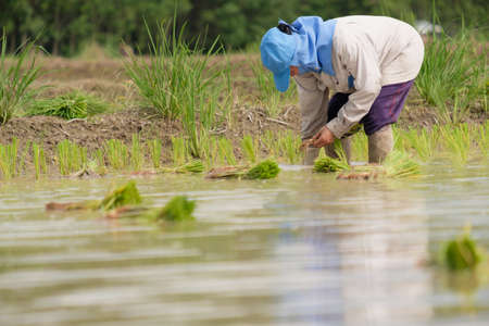 Female farmer wearing blue hat, planting rice on rice field.People wearing gray long-sleeved shirts and wearing rubber gloves are working.transplant rice seedlings.の写真素材