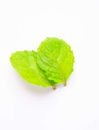 Raw spearmint in white background.Herbal in white background.Leaves  mint.green leaf of mint.の写真素材