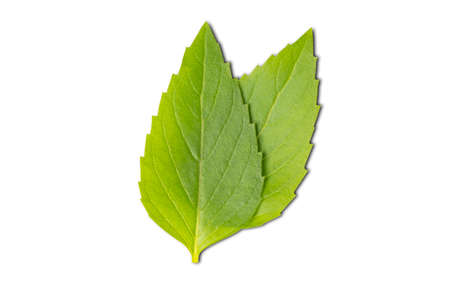 Basil leaves in isolated green leaves.herbal leaf.Herbs for health.の写真素材
