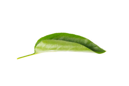 Apple leaf in isolated Green leaves of apple tree.の写真素材