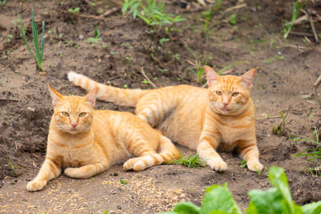 Two orange cats resting on the ground.The cat is looking this way.Two cats restingの写真素材