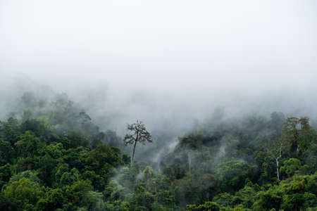 The white clouds have a strange shape and moutain.Clouds floating above the mountains.Misty foggy mountain landscape with fir forest and copyspace.の写真素材