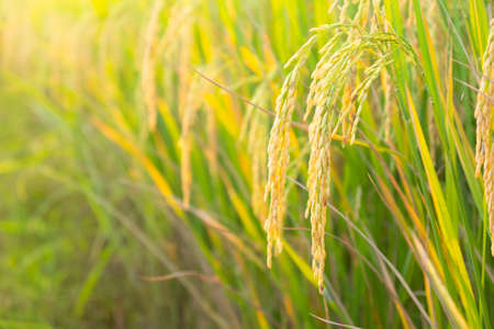Rice in field conversion test at North Thailand,rice yellow color and copy space.Ear of golden rice in the organic asian rice farm and agricultureの写真素材