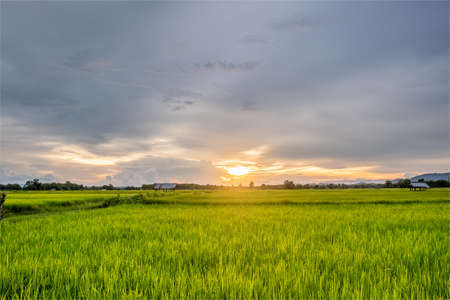 The fields and the sun are setting.rice field and sunset.の写真素材