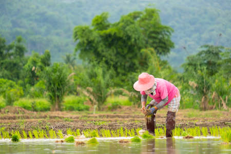 Farmers are planting rice in the farm.Farmers bend to grow rice.Agriculture in asia.Cultivation...