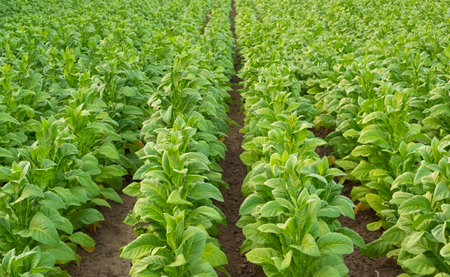 View of green tobacco plant in field at Chiang Rai,THAILAND.Tobacco plantations in Asiaの写真素材