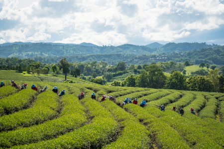Many people are collecting tea.The workers collect tea leaves in the Tea plantationの写真素材