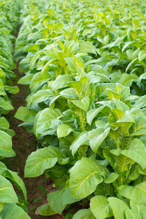 View of green tobacco plant in field at Chiang Rai,THAILAND.Tobacco plantations in Asiaの写真素材