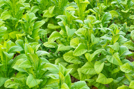 View of green tobacco plant in field at Chiang Rai,THAILAND.Tobacco plantations in Asiaの写真素材