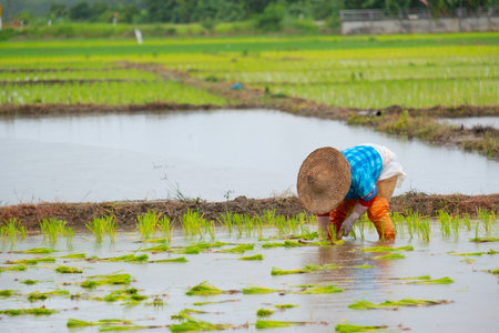 Farmers are planting rice in the farm.Farmers bend to grow rice.Agriculture in asia.Cultivation using people.の写真素材