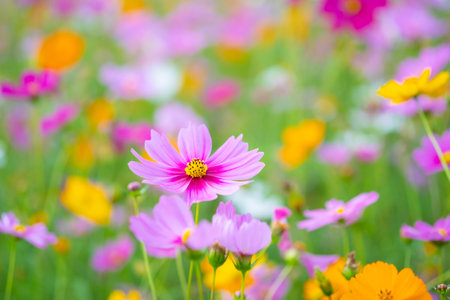 pink flower and fresh in the garden.Pink flowers with blurred background with copy spaceの写真素材