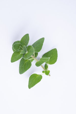 Green oregano on white background with copy space.Fresh oregano on a white sceneの写真素材