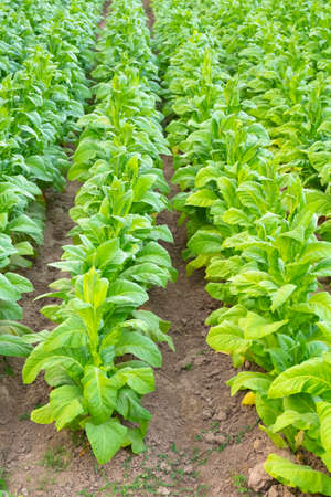 View of green tobacco plant in field at Chiang Rai,THAILAND.Tobacco plantations in Asiaの写真素材
