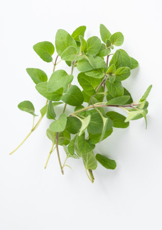 Green oregano on white background. Fresh oregano on a white sceneの写真素材