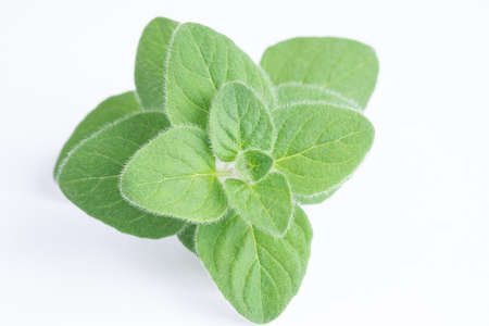 Green oregano on white background. Fresh oregano on a white sceneの写真素材