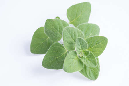 Green oregano on white background. Fresh oregano on a white sceneの写真素材