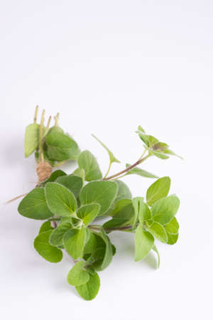 Green oregano on white background with copy space.Fresh oregano on a white sceneの写真素材