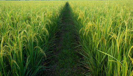 Young rice and  pathway in fields.Rice field with pathway.Pathway in the middle of rice fields.の写真素材