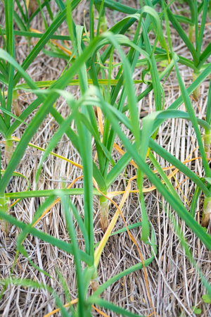 Leeks are growing in the field.Selective focus leek in rowの写真素材