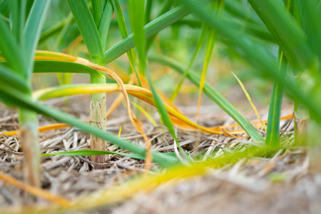 Leeks are growing in the field.Selective focus leek in rowの写真素材
